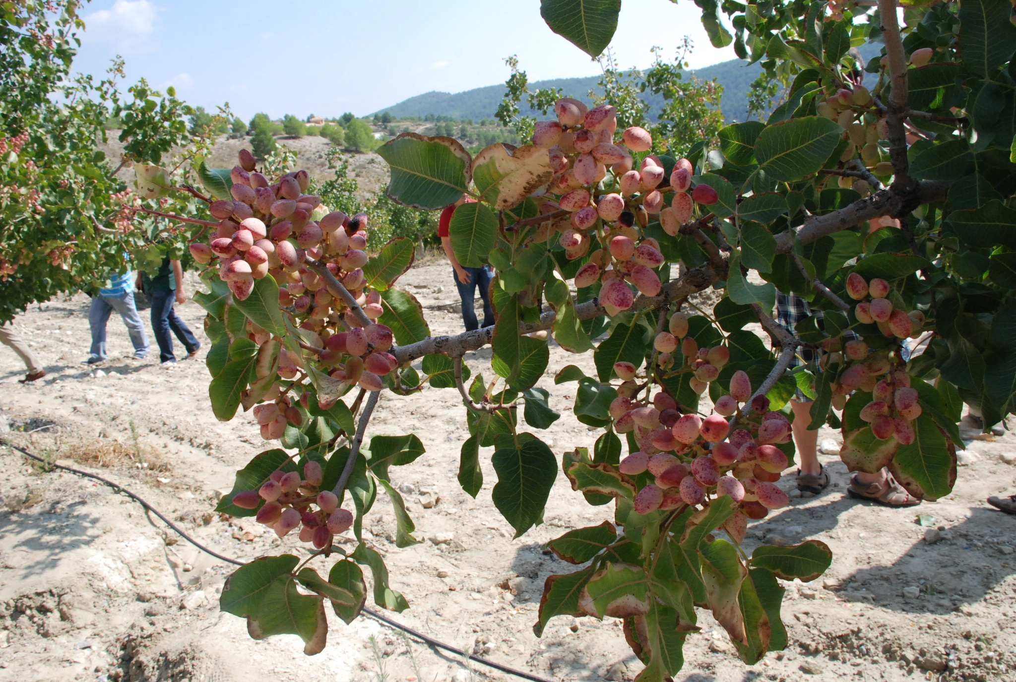 El pistacho es uno de los cultivos alternativos que permite a los agricultores de las zonas altas de la Región combatir el despoblamiento rural