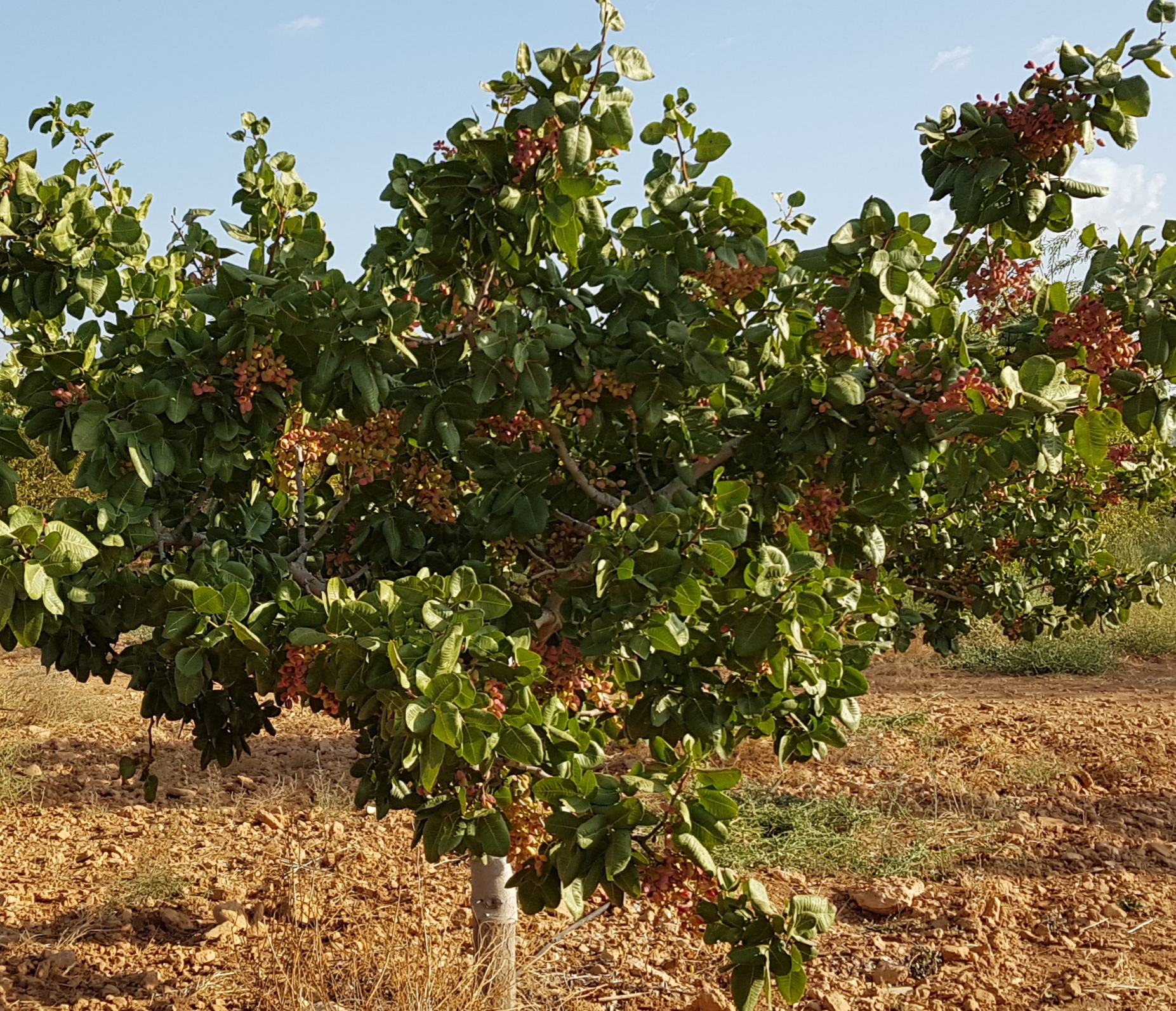 Cultivo de pistacho del Centro donde se desarrolla el proyecto de 'Comportamiento de variedades de pistacho bajo riego, en cultivo normal e intensivo.