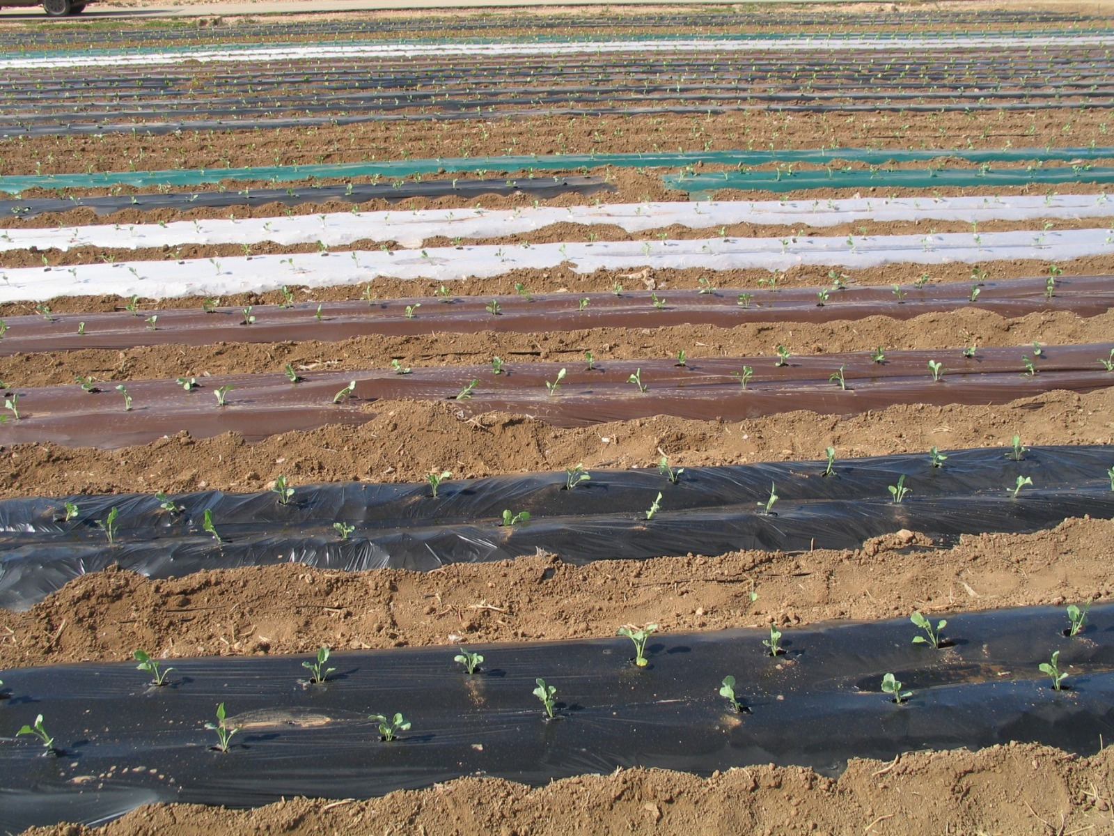 Cultivo con plásticos acolchados empleado por el equipo de horticultura del Instituto Murciano de Investigación y Desarrollo Agrario y Alimentario para los ensayos de reducción de la biodegradación