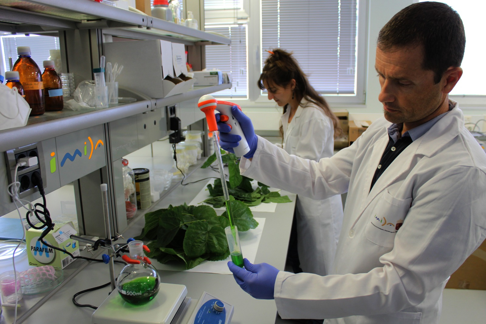 Investigadores del Instituto Murciano de Investigación y Desarrollo Agrario y Alimentario (IMIDA) durante las labores de trabajo en laboratorio con hojas de morera
