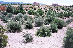 Forestación de Acebuches, Algarrobos, Nogales, Pinos y Alamos en la pedanía de Cagitán en Mula. (Julio 2002)