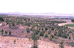 Forestación de Encinas y Pinos con otras especies acompañantes, en la pedanía de La Paca (Lorca). (Junio 2003)