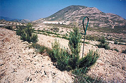 Forestación de Pinos en el término municipal de Lorca. (Marzo 1998)