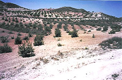 La misma forestación de Pinos, Acebuches y Lentisco de la izquierda un año mas tarde, en 2003