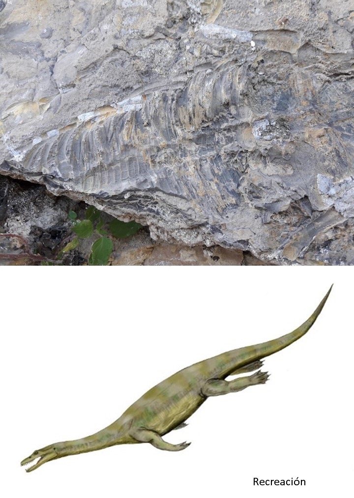 Imagen del fósil hallado en Cehegín y recreación del sauropterigio