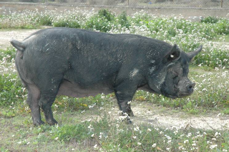 El cerdo Chato Murciano  está incluido entre las razas autóctonas
