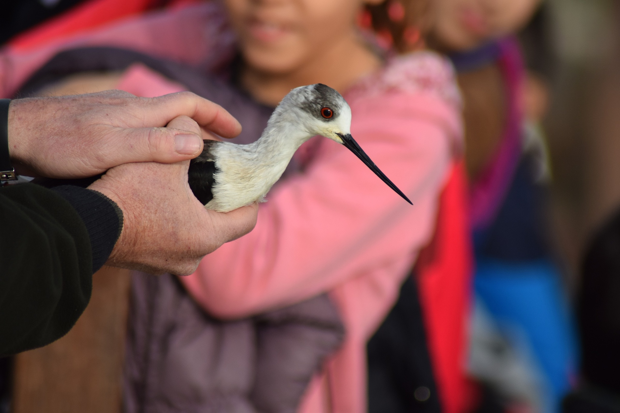 Imagen de la liberación de una cigüeñuela en el parque Regional de las Salinas de San Pedro con motivo de las actividades de educación ambiental organizadas con motivo del Día Mundial de los Humedales (I)