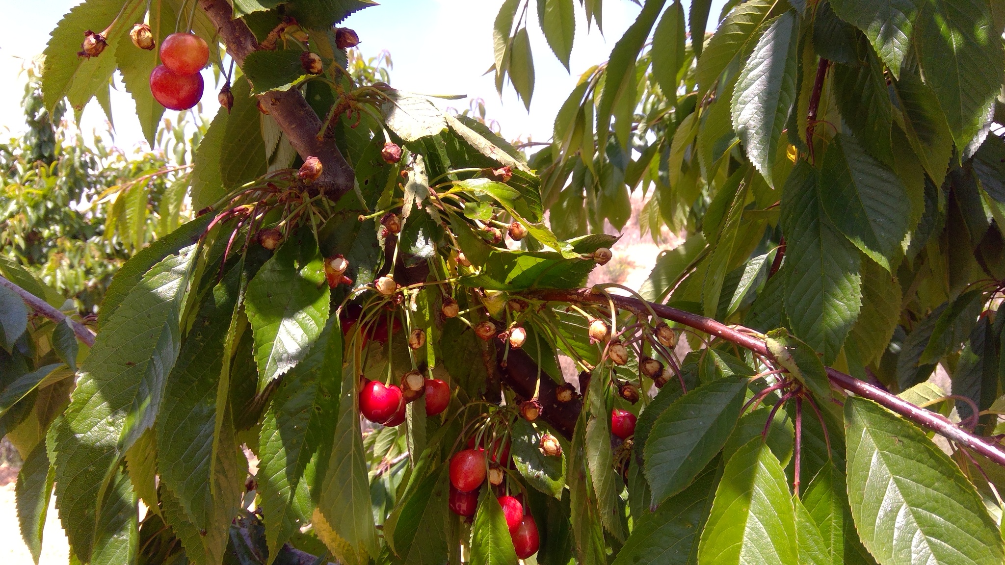 Árbol de cerezo en producción donde se pueden apreciar la fruta de las cerezas