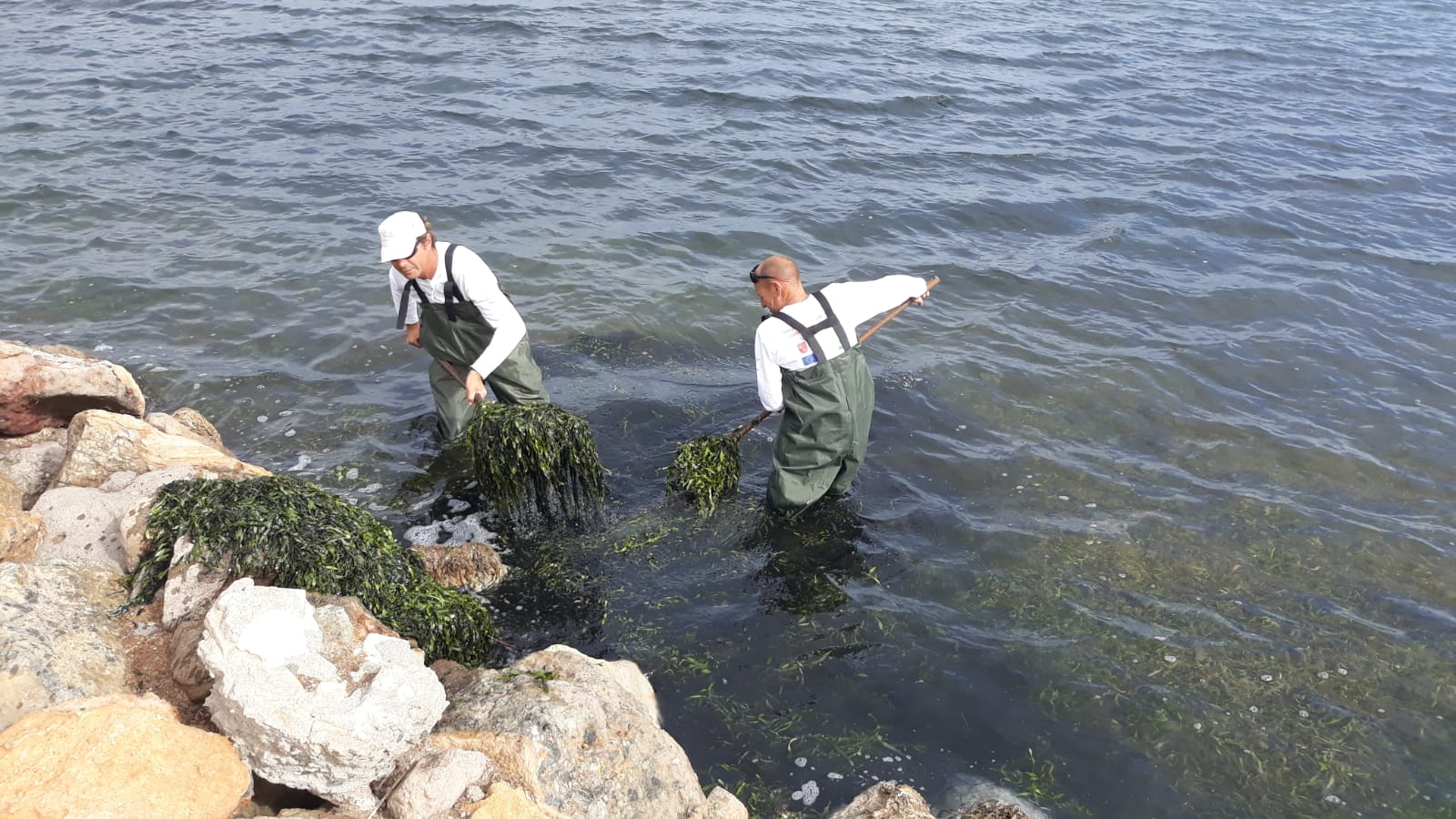 Las brigadas de limpieza, durante las labores de retirada de algas en uno de los espigones de Los Nietos