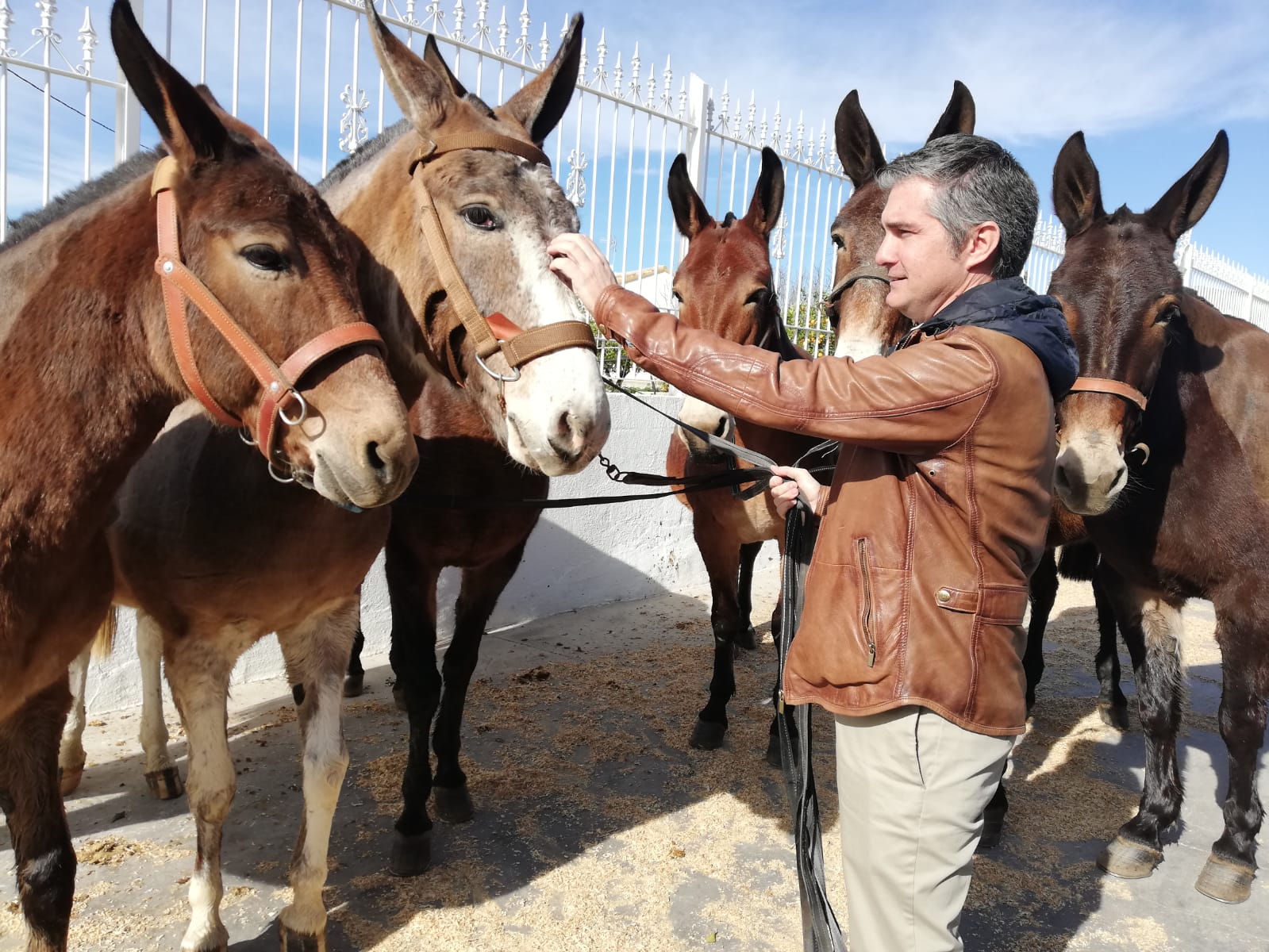 El consejero Miguel Ángel del Amor con seis mulas  de la explotación ganadera lorquina