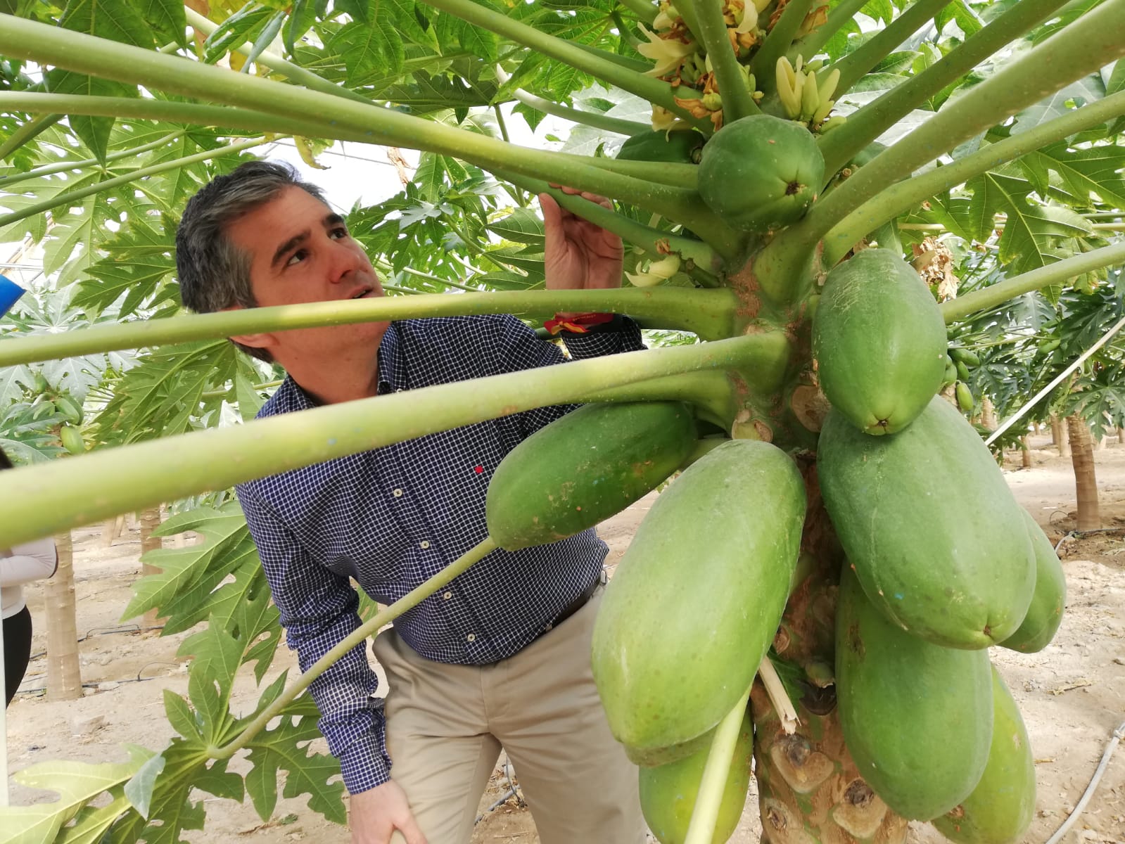 Del Amor conoce los cultivos de papaya ubicados en Mazarrón