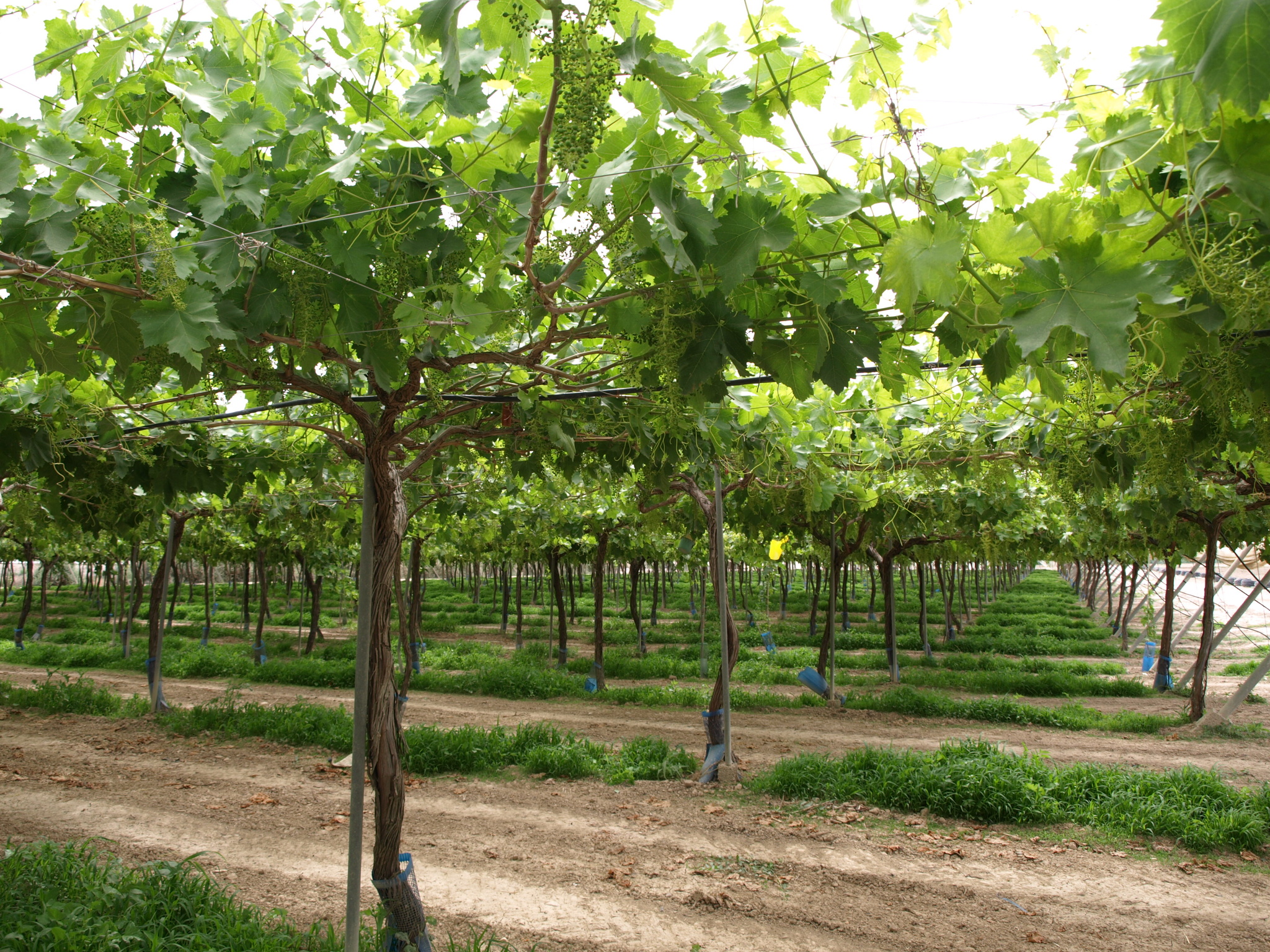 Parrales de uva de mesa apirena en producción ecológica
