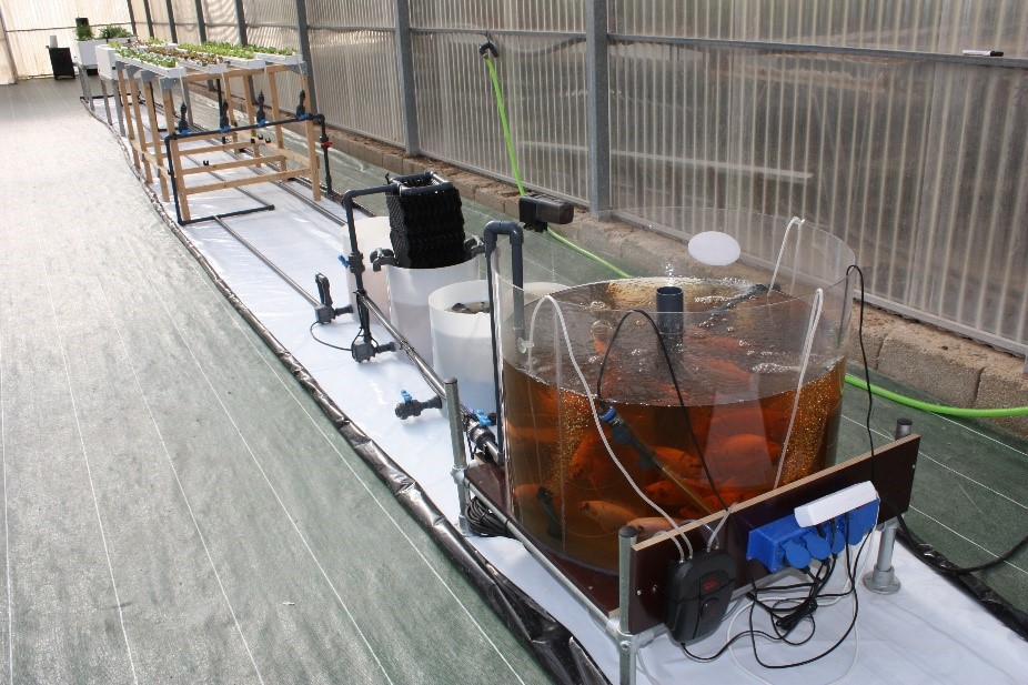 Instalación de acuicultura para la producción de Tilapia. Al fondo, cultivo de distintas variedades de lechuga en hidroponía.