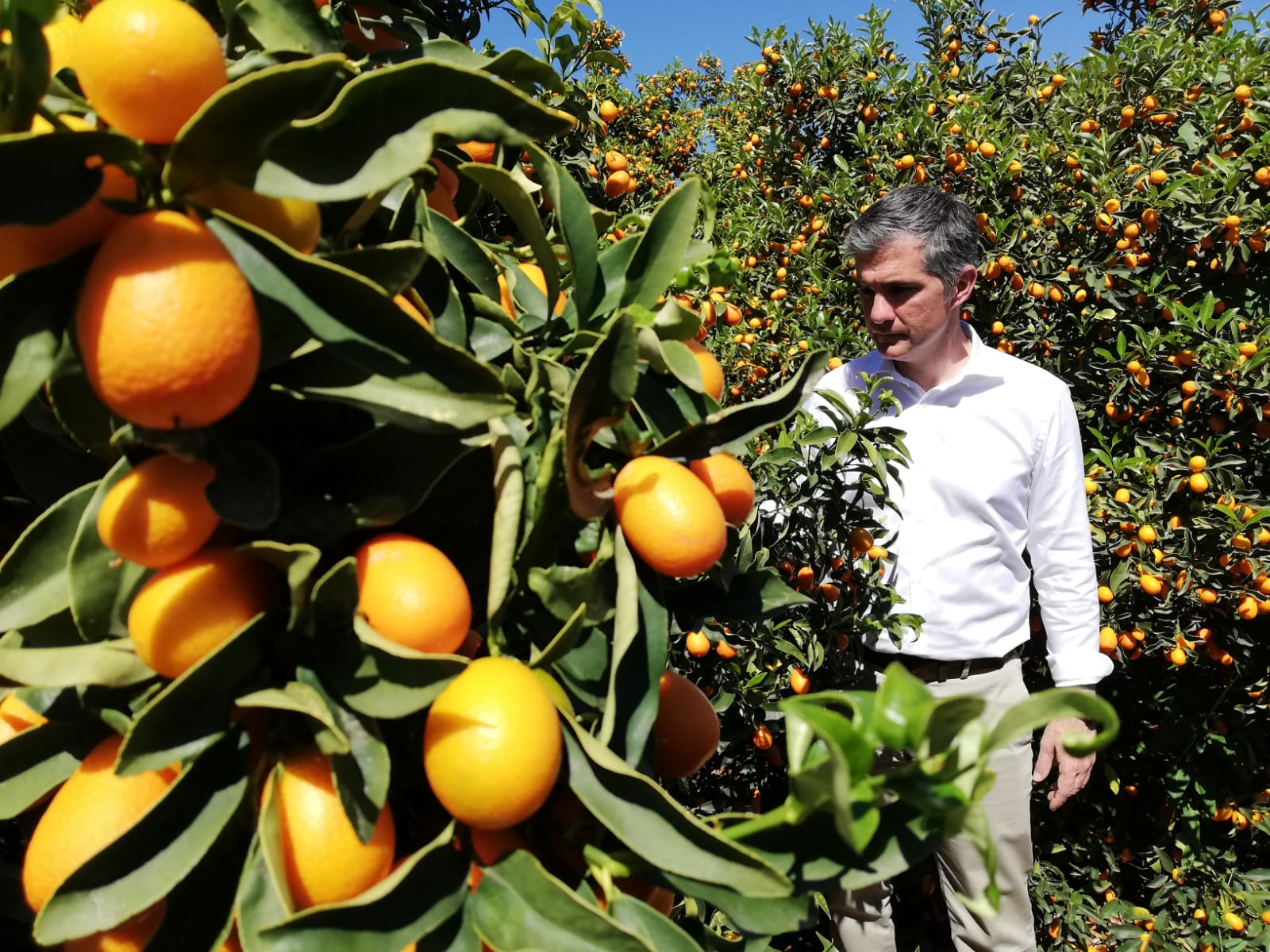 Del Amor conoce los únicos cultivos de kumquat en la Región
