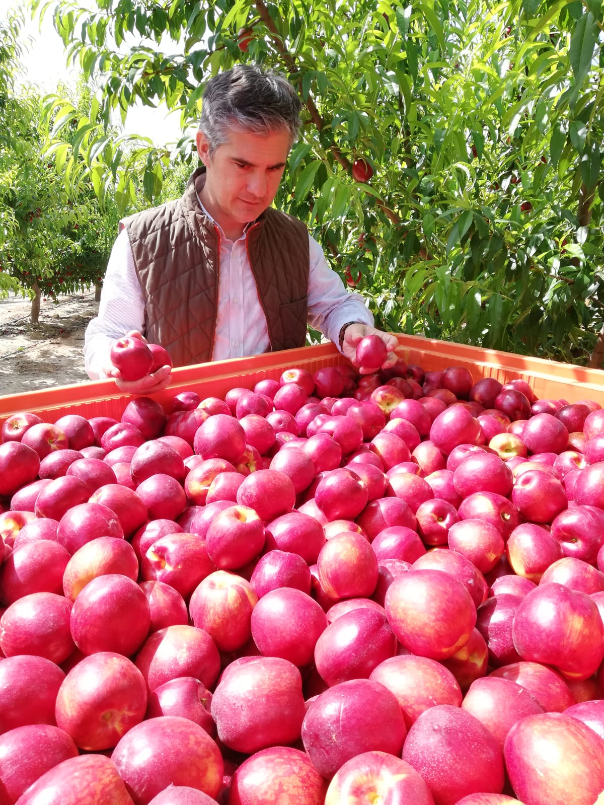 Del Amor asiste a la recolección de nectarinas en una explotación agrícola en Blanca