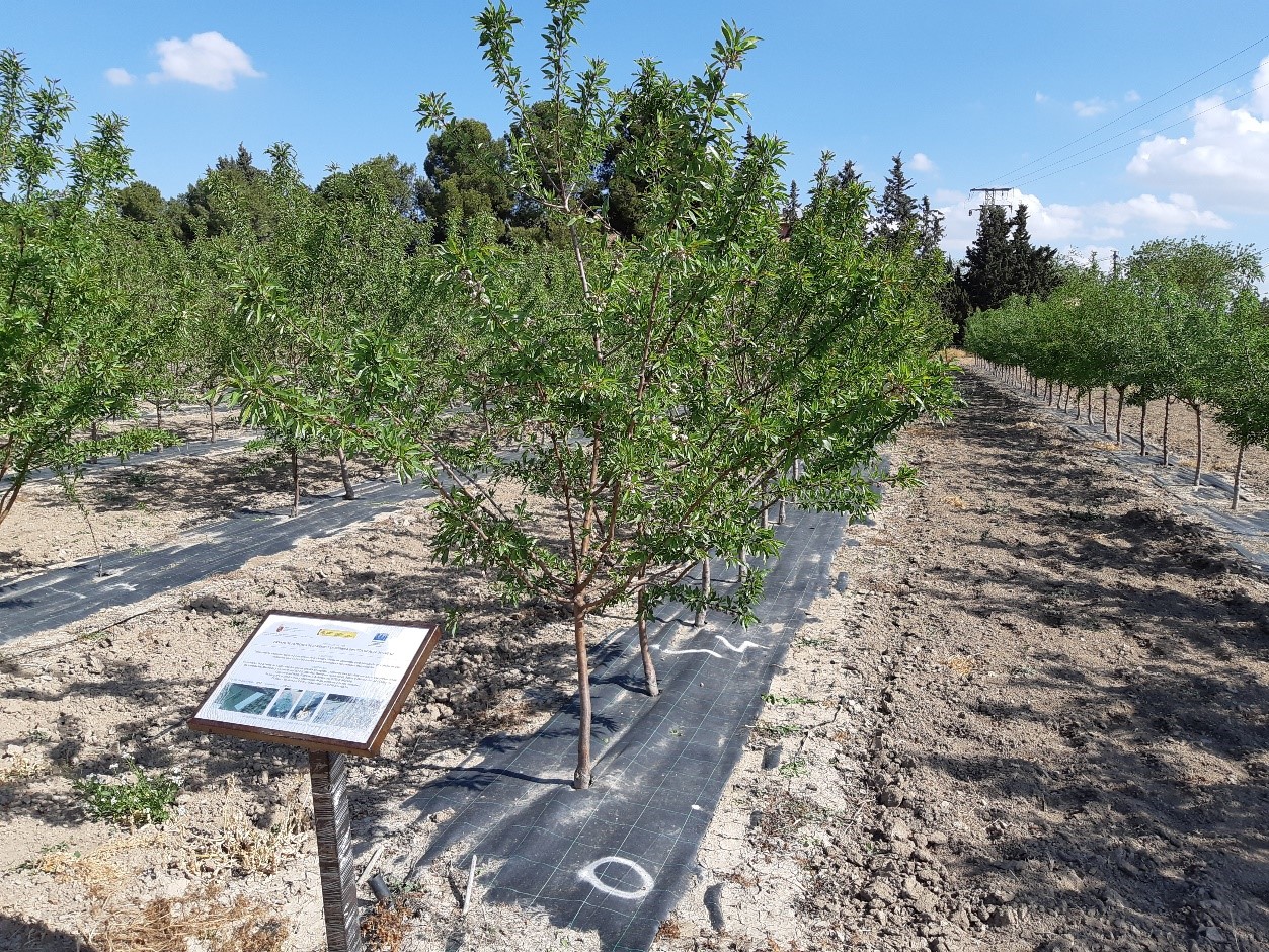 Variedades de almendro plantadas en parcelas del Cifea, Centro Integrado de Formación y Experiencias Agrarias de Torre Pacheco