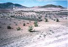 Forestación de Pinos, Acebuches y Lentisco junto a la carretera de Cehegín en la pedanía de Doña Inés (Lorca). (Febrero 2002)