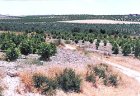 Forestación de Acebuches, Algarrobos, Nogales, Pinos, Madroños y Lentiscos en la pedanía de Cagitán en Mula. (Julio 2002)