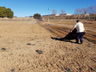 Preparación del terreno para plantación de tomillo y mejorana