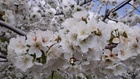 Floración del cerezo