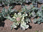 Bróculi variegata La Pilica