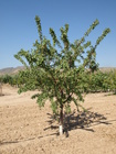 Evaluación y demostración del comportamiento variedades de floración tardía de almendro en la comarca del altiplano