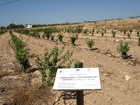 3 3er año de cultivo de las variedades de cerezo (2016)