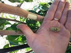 Adaptación del cultivo del pistacho (5)