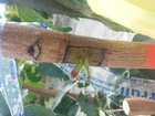 Adaptación del cultivo del pistacho (1)