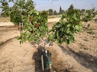 Adaptación del cultivo del pistacho (2)