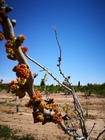 Adaptación del cultivo del pistacho (4)