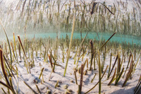 Imagen de una pradera de posidonia en fondos de la costa de la Región de Murcia