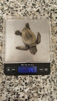 Ejemplar de tortuga boba encontrado en Calnegre