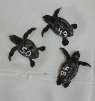 Nacen tres tortugas bobas más en el nido de La Manga
