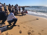 El consejero Antonio Luengo durante la liberación de una de las diez tortugas boba nacidas el verano de 2019 en Calblanque