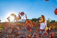 El turismo del vino se ha convertido en una de las actividades más valoradas