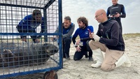 Personal del Centro de Recuperación de Fauna de la Comunidad y del Oceanogràfic de Valencia durante el rescate de la foca monje en La Llana