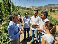 El consejero Antonio Luengo visita la recolección de lúpulo, producción que se asienta en la Región para la fabricación de cerveza
