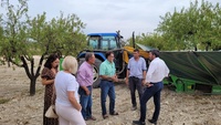 El consejero Antonio Luengo, durante su visita a una finca de almendros en el municipio de Bullas con ocasión de la cosecha de almendra