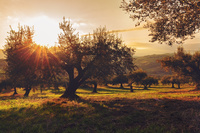 Paisaje de olivos en los campos de la Región de Murcia.