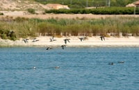 Diversas aves nadan y planean sobre las lagunas de Campotéjar, en Molina de Segura, abastecidas con aguas regeneradas por las depuradoras de la Comunidad...