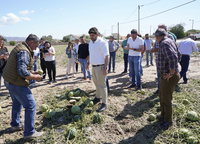 El presidente de la Comunidad, Fernando López Miras, visitó hoy cultivos afectados por el granizo en el día de ayer en el entorno de Lorca (3)