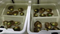 Criadero de ostras habilitado en el laboratorio marino del Centro Oceanográfico de San Pedro del Pinatar, que serán colocadas en los canales de las Salinas de Marchamalo.