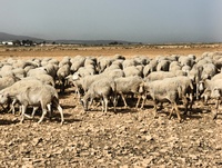 Imagen de archivo de ganado ovino en Caravaca de la Cruz.
