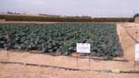 Parcela de cultivo de brócoli