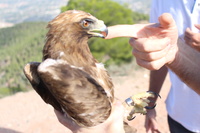 Imagen de la liberación de un águila tratada en el Centro de Recuperación de Fauna Silvestre de El Valle