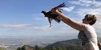 Imagen de la suelta del águila tratada en el Centro de Recuperación de la Fauna Silvestre de El Valle