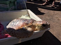 Un momento de la liberación de las tortugas bobas en el Parque Regional de Calblanque