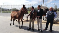 El consejero junto al alcalde de Lorca y el ganadero dueño de las mulas elogiadas por la Organización del Tratado del Atlántico Norte