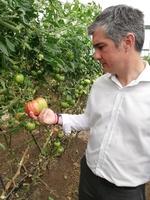 El consejero visita una finca experimental de tomate rosa en Lorca